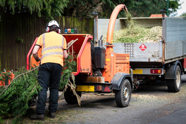 The Steps Involved in Our Tree Care Process in Lowell, NC